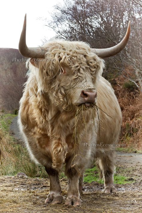 Cattle Pictures, Highland Bull, Long Horns, Isle Of Skye Scotland, Scottish Highland Cow, Fluffy Cows, Cow Pictures, Skye Scotland, Animal References