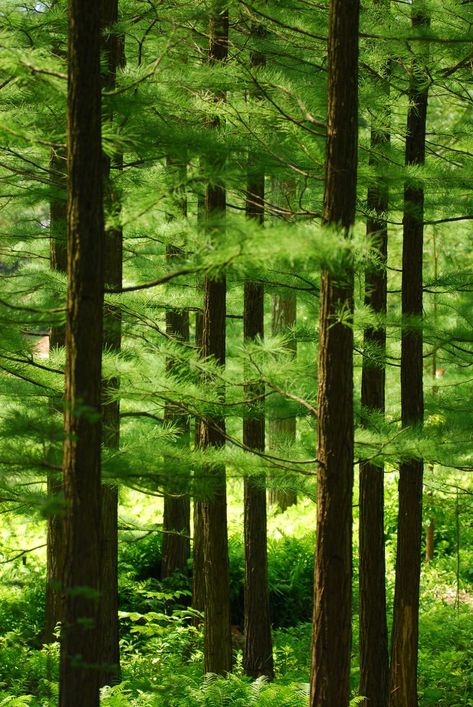 Forest Portrait, Trees Photography, Forest Path, Forest Wallpaper, Airbrush Art, Nature Tree, Walk In The Woods, Tree Forest, Green Nature