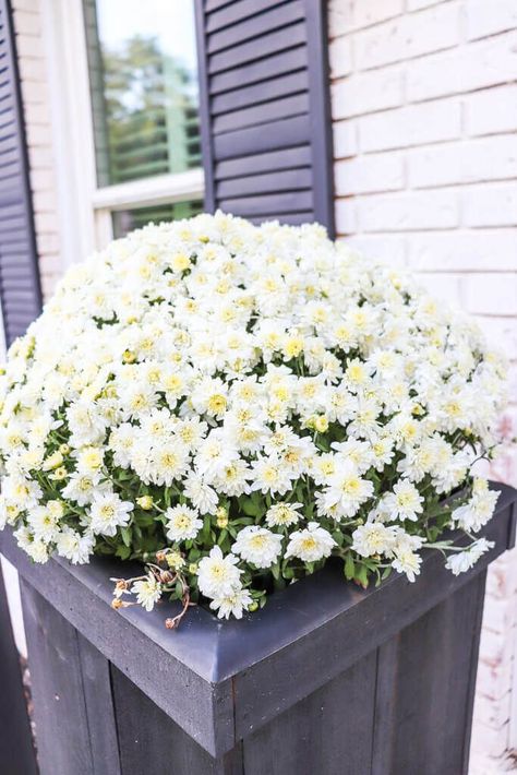 Looking for ideas to add fall to your front entry? Here's how I'm decorating a porch with heirloom pumpkins and mums this year. Heirloom Pumpkins, Paver Patterns, Planting Mums, White Mums, Thanksgiving 2024, Easy Diy Wreaths, Eucalyptus Garland, Brick Pavers, Front Entry