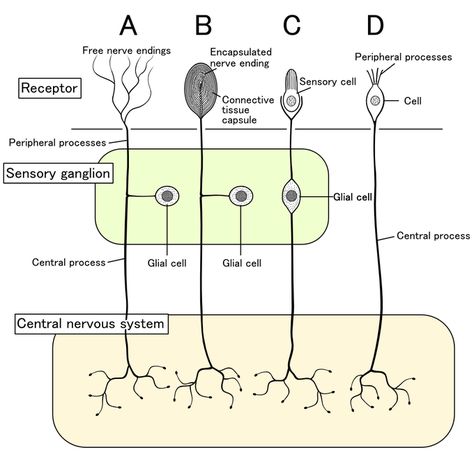 Sensory Receptors | Boundless Anatomy & Physiology || https://www.google.com/search?ei=PTaOWsepDKvn0gLR5brQBA&q=types+of+nervous+system+receptors&oq=types+of+nervous+system+re&gs_l=psy-ab.3.0.0j0i22i30k1l4.5769.11039.0.12340.15.14.0.0.0.0.215.1831.0j10j1.11.0....0...1.1.64.psy-ab..4.11.1826...35i39k1j0i67k1j0i131i67k1j0i20i264k1j0i20i263k1.0.Z6q1w40N_ss Chronic Fatigue Diet, Nursing Knowledge, Brain Neurons, Health Notes, Sensory Nerves, Chronic Fatigue Symptoms, Peripheral Nervous System, Sensory System, Motor Neuron