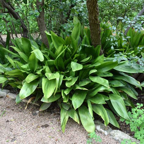 Aspidistra Elatior, Texas Native Plants, Shade Garden Design, Landscape Nursery, Cast Iron Plant, Iron Plant, Landscaping Supplies, Evergreen Plants, Outdoor Pots