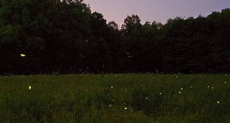 Fireflies in the meadow Porch Light Aesthetic, Catching Fireflies Aesthetic, Summer Night Aesthetic, Lightening Bugs, Fire Flies, Fire Fly, Lightning Bugs, Farm Fields, Catching Fireflies