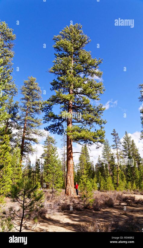 Ponderosa Pine, Oregon Usa, Image Processing, Woman Standing, Pacific Northwest, Your Image, Blue Sky, Oregon, North America