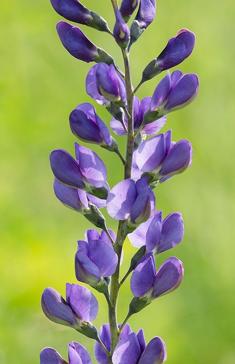 #indigo #blossom #spring #purple #wildflower #vertical #native #prairie #flower #bloom #blue #nature #naturephotography #ArtForHealing #HealthcareDesign #fineartphotography #evidencedbasedart #wallart #healingart #interiordesign #photography #art #henrydomke  #artinhospitals  #hdfa #pgt #baptisia Blue Wild Indigo, Prairie Wildflowers, False Indigo, Baptisia Australis, Healthcare Art, Wild Indigo, Flower Pictures, Small Flowers, Art Project