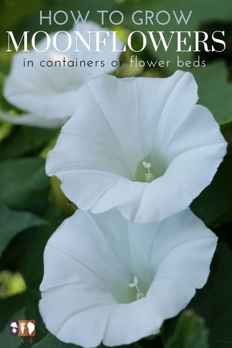 Moon Flower Plant Care, Moonflower Trellis Ideas, Moon Garden Layout, Solar Power Garden Lights, Moon Flowers In Pots, Moonflower Bush, Moon Garden Plants, Moon Garden Ideas, Moonflower Aesthetic