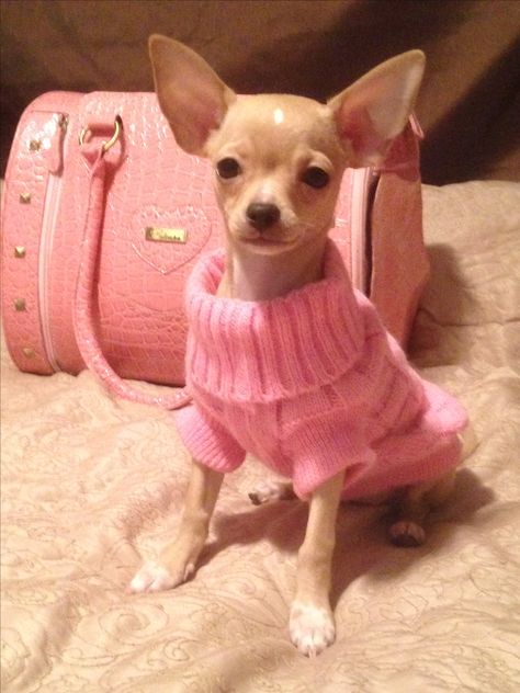 Pink Chihuahua Aesthetic, Boujee Chihuahua, Pink Dog Clothes, Chihuahua Outfits, Small Dog Tattoo, Dogs Samoyed, Saluki Puppy, Pink Chihuahua, Dogs Tattoo Ideas