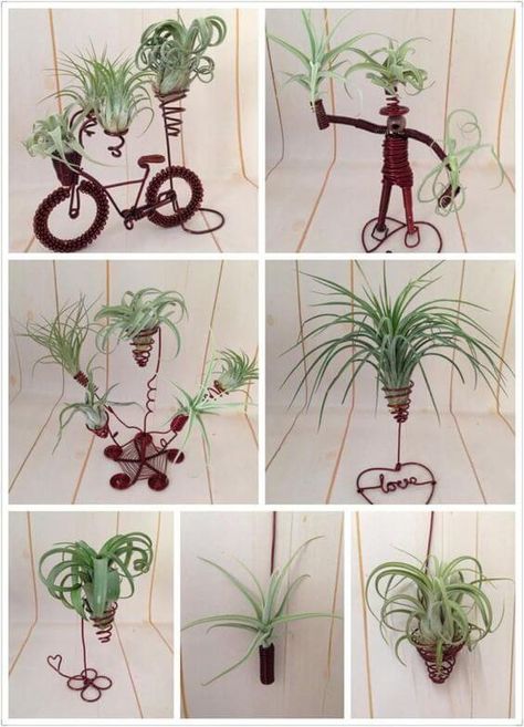 15 Best Hanging Air Plant Holder Ideas & Designs For 2020 Air Plant Art, Air Plants Diy, Air Plant Garden, Kaktus Dan Sukulen, Air Plants Decor, Wire Sculptures, Air Plants Care, Air Plant Display, Tillandsia Air Plant