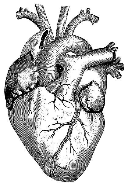 Heart Drawing Black And White, Heart Anatomy Drawing, Human Heart Art, Anatomical Heart Drawing, Hearts Black And White, Human Heart Drawing, Illustration Heart, Medical Drawings, Heart Ideas