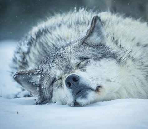 Grey Wolf Aesthetic, Grey Wolf Art, Northwestern Wolf, Winter Apocalypse, Therian Wolf, Aesthetic Wolf, Wolf Winter, Grey Wolves, Winter Camouflage