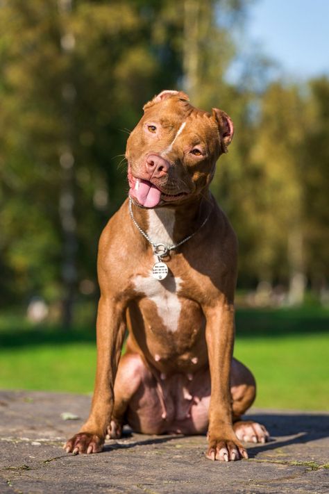 Red Pitbull, American Pitbull Terrier Puppy, Big Pitbull, Staff Bull Terrier, Pitbull Terrier Puppies, Funny Pitbull, Pit Dog, Bull Terrier Puppy, Bully Breeds Dogs