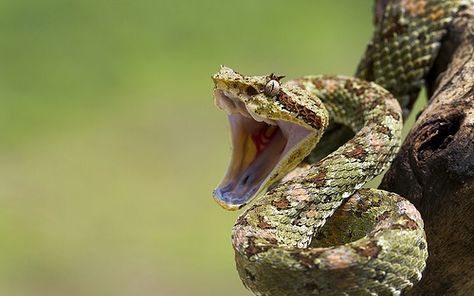 Eyelash ,Bothriechis schlegelii), coiled to strike Angry Snake, Mouth Photography, What Animal Are You, Snake Images, Snake Photos, Viper Snake, Snake Wallpaper, Pit Viper, Snake Venom