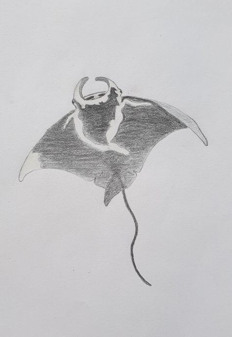 Croquis, Kawaii, Drawing Manta Ray, Ocean Animals Drawing Realistic, Manta Ray Drawing Sketch, Mantaray Drawing, Stingray Sketch, Sea Animal Sketches, Ray Sketch