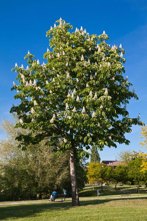 Chestnut tree. Blooming Horse Chestnut tree (Aesculus hippocastanum , #spon, #Blooming, #tree, #Chestnut, #hippocastanum, #Aesculus #ad Chestnut Tree Tattoo, Chesnut Tree, Horse Chestnut Tree, British Nature, Horse Chestnut Trees, Chestnut Tree, Rose Gardens, Horse Chestnut, Walnut Tree