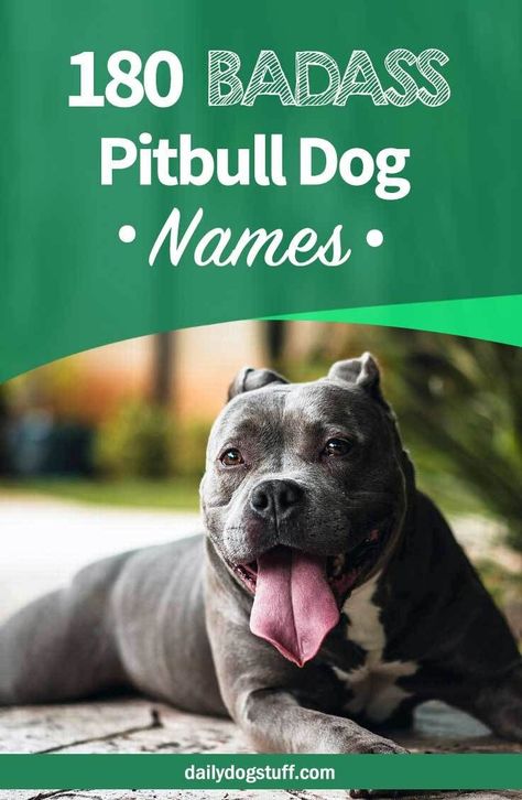 Top 180 Pitbull Dog Names: From Male to Female & Badass to Cute via @dailydogstuff Male Pitbull Names, Female Dog Names List, Female Pitbull Names, Pitbull Puppy Names, Pitbull Dog Names, Puppies Names Female, Dogs Names List, Female Pitbull