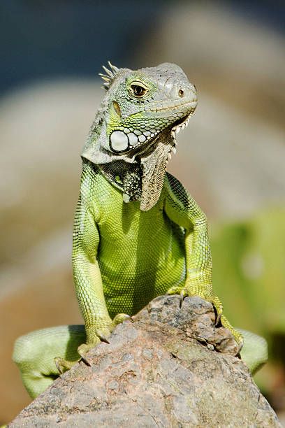 Reptile Reference Photos, Iguana Photography, Reptile Pictures, Lizard Pictures, Amphibians Animals, Iguana Pet, Green Lizard, Green Iguana, Cute Reptiles