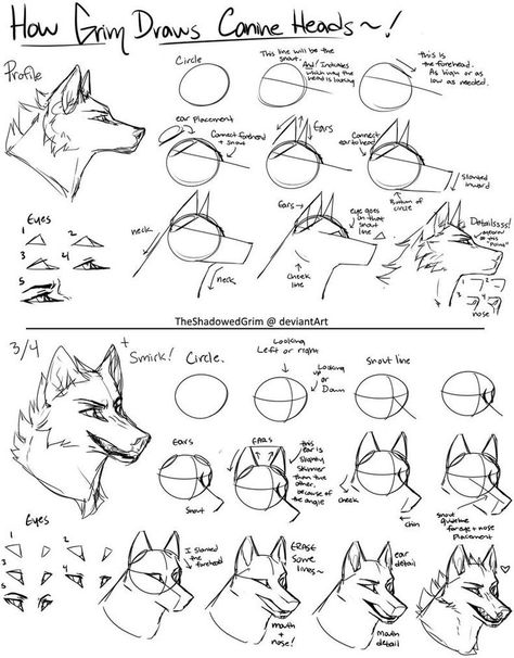 Wolf Art Drawing, Wolf Sketch, Canine Drawing, Drawing Heads, Wolf Drawing, Canine Art, Creature Drawings, Wolf Head, Anatomy Drawing