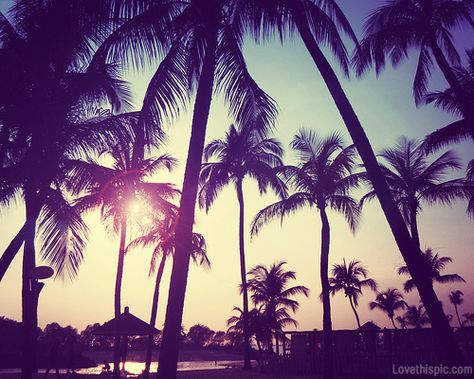 Palm Trees At Sunset Pictures, Photos, and Images for Facebook ... Nature, Tumblr, Tumblr Girly Aesthetic 2013, Summer Tumblr, Coachella 2016, Pink Tumblr Aesthetic, Jolie Photo, Endless Summer, Summer 2014