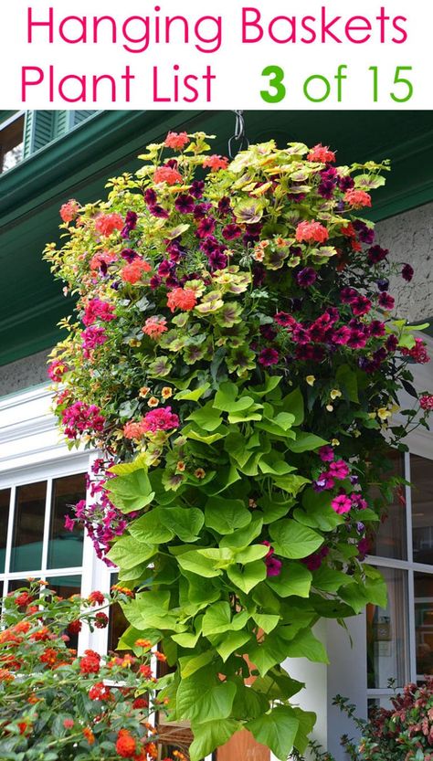 Potted Plant Design Ideas, Shade Baskets Hanging, Creative Flower Beds, Hanging Basket Flower Ideas, Begonia Hanging Basket Ideas, Making Hanging Flower Baskets, Covered Patio Plants In Pots, Low Porch Landscaping, Window Baskets Ideas