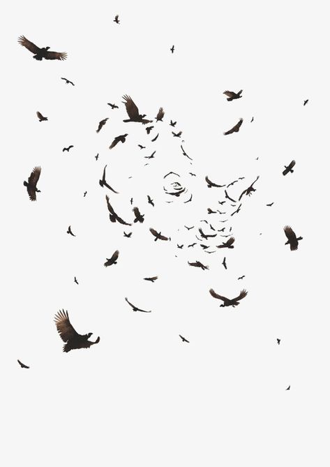 Crow Aesthetic, Flying Photography, Crow Flying, Crows Drawing, Photoshop Digital Background, Crow Tattoo, Crow Bird, Raven Tattoo, Ad Of The World