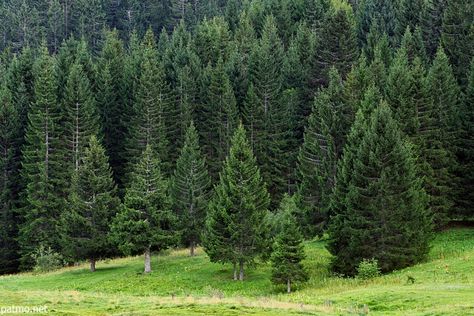 Image of a forest of coniferous trees in the french Alps French Forest, Spruce Forest, Coniferous Trees, Coniferous Forest, Cedar Forest, Pine Tree Forest, Rainbow House, Pine Trees Forest, Conifer Trees