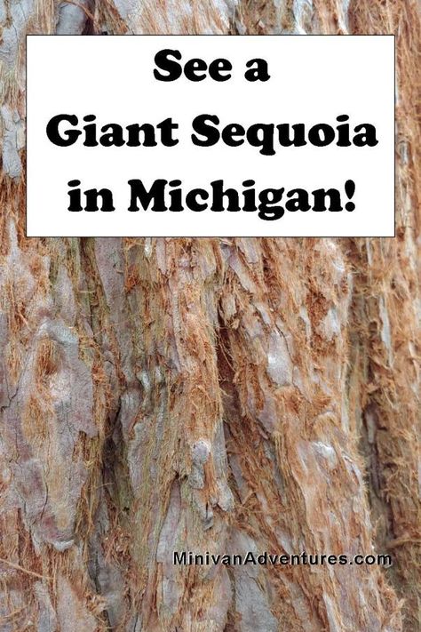 Wilderness State Park Michigan, Homeschool Travel, Michigan Facts, Michigan Camping, Michigan Nature, Travel Michigan, Giant Sequoia Trees, Giant Sequoia, Michigan Adventures