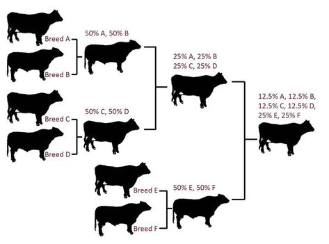 Cattle Corrals, Livestock Judging, Equine Veterinarian, Homestead Layout, Raising Cattle, Raising Farm Animals, Cattle Farm, Dairy Cattle, Happy Farm