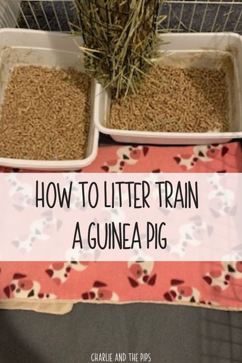 Diy Guinea Pig Toys, Guinnea Pig, Guinea Pig Run, Pig Habitat, Diy Guinea Pig Cage, Guinea Pig Diy, Guinea Pigs Funny, Pig Care, Guinea Pig Food