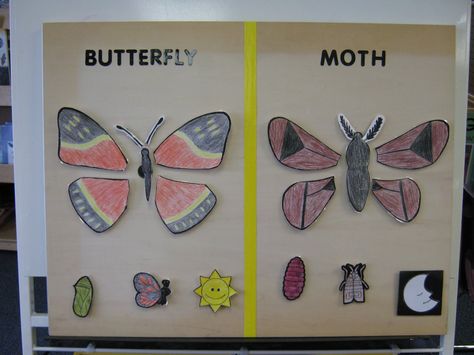 Today we learned and discussed the similarities and differences between moths and butterflies. Description from 0910preka.blogspot.com. I searched for this on bing.com/images Butterfly Vs Moth, Butterfly Worksheet, Kindergarten Science Activities, Butterflies Activities, Insect Activities, Moths And Butterflies, Butterfly Project, Science Skills, Nature School