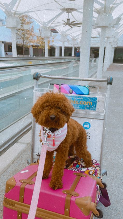 Preppy Travel, Preppy Dog, Dog Pic, Golden Doodles, Travel Dog, Cute Dog Photos, Very Cute Dogs, Really Cute Dogs, Goldendoodle Puppy