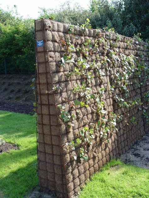 Green Garden Wall, Living Fence Ideas, Living Walls Outdoor, Cheap Fence Ideas, Living Fences, Fence Weaving, Garden Dividers, Gabion Fence, Natural Fence