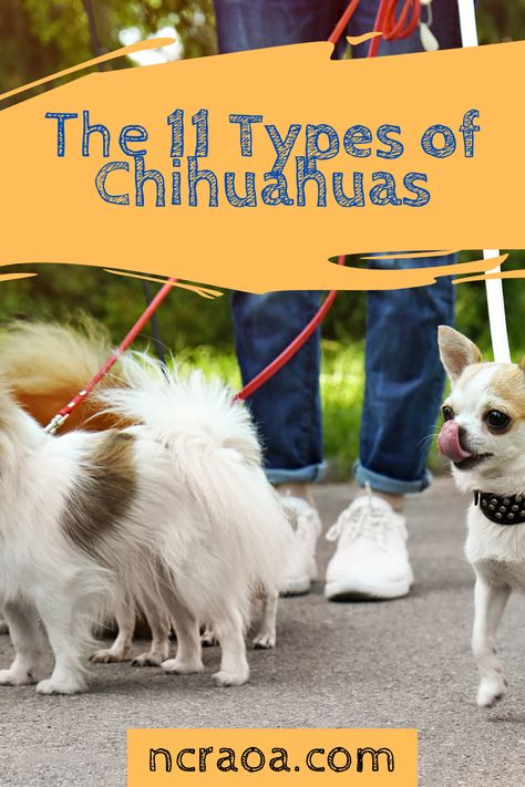 Did you know there are lots of different types of chihuahuas? Let us teach you about 11 types of Chihuahuas. Deerhead Chihuahua, Types Of Chihuahua, Female Pitbull, Apple Head Chihuahua, Miniature Chihuahua, Merle Chihuahua, Types Of Dogs Breeds, Chihuahua Breeds, Chihuahua Owner