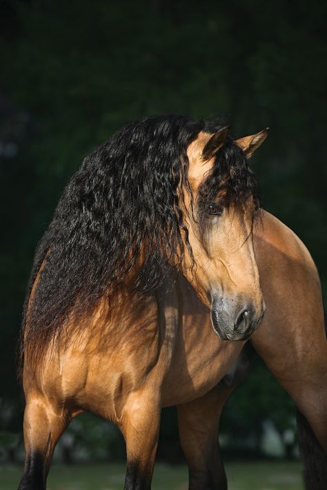 You simply can’t deny the beauty of the Andalusian 😍 But do you know the detailed history of this elegant breed? Learn more about the Anadalusian — of history and modern times 👇️ #horseillustrated #horsebreeds #andalusian Buckskin Horse, Andalusian Horse, All The Pretty Horses, Horse Crazy, Horse Trailer, Horse Photos, Pretty Horses, Quarter Horse, Horse Pictures