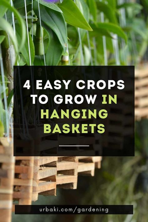 Space-saving fruits and vegetables have become so popular that a cottage industry has sprung up around planting solutions for small gardens.An easy way to plant in a small space is to grow vegetables for hanging baskets.Hanging vegetable plants, such as dwarf tomato and pea varieties, allow the space-constrained green gardener the ability to grow their own organic produce. Vegetables To Grow In Hanging Baskets, Vegetable Hanging Baskets, Hanging Vegetable Garden Ideas, Hanging Basket Vegetables, Vegetables In Hanging Baskets, Tomato Hanging Basket, Hanging Vegetable Garden, Hanging Vegetables, Hanging Vegetable Basket