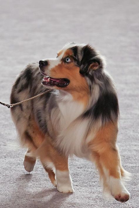 Miniature American Shepherd Dog Breed Information Small Australian Shepherd, American Shepherd Puppy, American Shepherd Dog, Mini American Shepherd, Mini Australian Shepherd, Shepard Dog Breeds, Mini Australian Shepherd Full Grown, Types Of Shepherd Dogs, Mini Aussie Shepherd