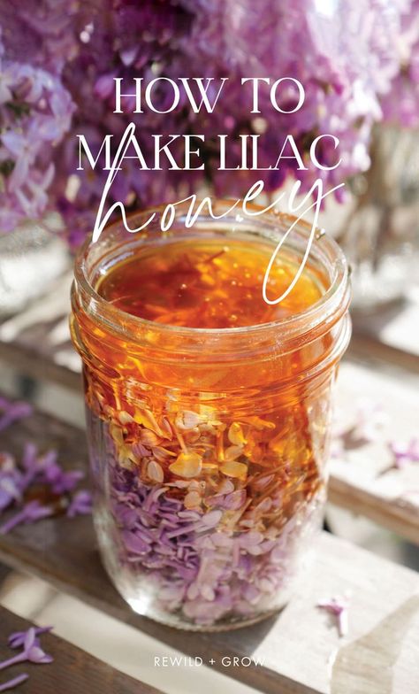 How to make lilac honey, or any herbal infused honey. Enjoy the medicinal benefits of herbs with this easy step by step. Lilac Infused Honey, Lilac Honey Recipe, Apocalypse Prepping, Lilac Recipes, Alternative Christmas Tree Diy, Lilac Honey, Herb Infused Honey, Healthful Foods, Floral Recipes