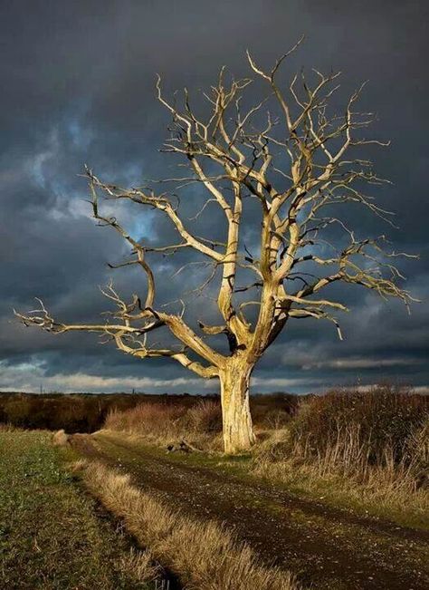 Fall Field Painting, Tree Stands, Bare Tree, Lone Tree, Old Trees, Dark Sky, Tree Photography, Airbrush Art, Tree Hugger