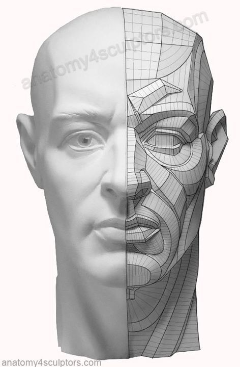 M1:: The right side is a fairly complex topographical description of the structures. The breakdown describes plane directional changes as well as light effects. Planes Of The Face, Head Anatomy, Facial Anatomy, Face Anatomy, 얼굴 드로잉, Drawing Heads, Anatomy Tutorial, Human Anatomy Drawing, 얼굴 그리기