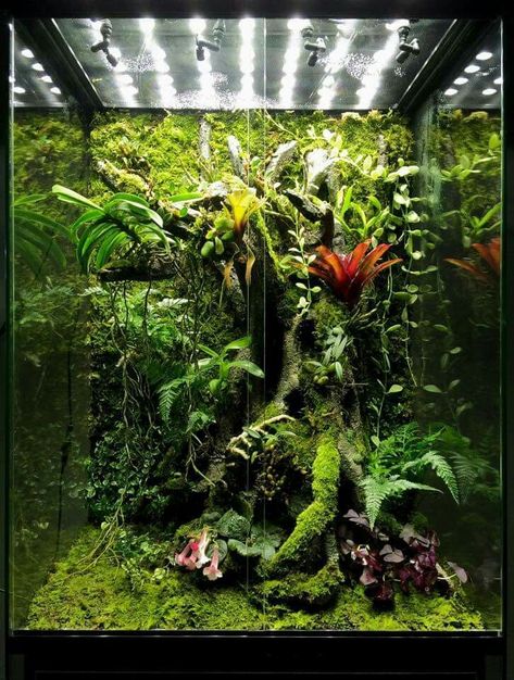 Completed arboreal bioactive terrarium with plants Dart Frog Terrarium, Bioactive Terrarium, Dart Frog Vivarium, Gecko Vivarium, Vivarium Ideas, Bioactive Vivarium, Tropical Terrariums, Snake Terrarium, Frog Terrarium