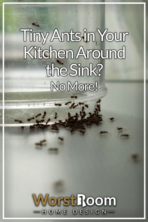 Tiny Ants in Your Kitchen Around the Sink? No More! How To Get Rid Of Small Ants In Kitchen, How To Get Ride Of Ants In Your House, How To Get Ants Out Of Your House, Ants In Kitchen Get Rid Of, Tiny Ants Get Rid Of, Getting Rid Of Ants In Kitchen, Killing Ants In The House, Keep Ants Out Of House, How To Get Rid Of Tiny Ants In Kitchen