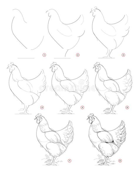 Simple Chicken Drawing, Draw Chicken, Pollo Animal, Tablet Illustration, Cow Sketch, Step By Step Sketches, Chicken Drawing, Graphic Tablet, Chicken Painting