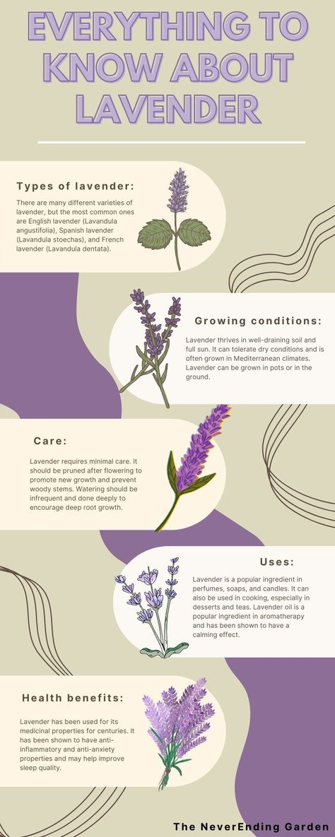 Lavender Plant In Bathroom, Lavender Plant Benefits, Benefits Of Lavender Plants, Health Benefits Of Lavender, Facts About Lavender, Lavender Care Plants Tips, Lavender Plant Care Indoor, Lavender Indoor Plant, Lavender Growing Tips