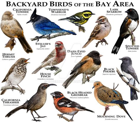 Bay Area Birds by rogerdhall on DeviantArt Books Website, Backyard Birds Watching, Bird Identification, Bird Poster, Kinds Of Birds, Herons, Oakland California, Ink Artwork, Scientific Illustration