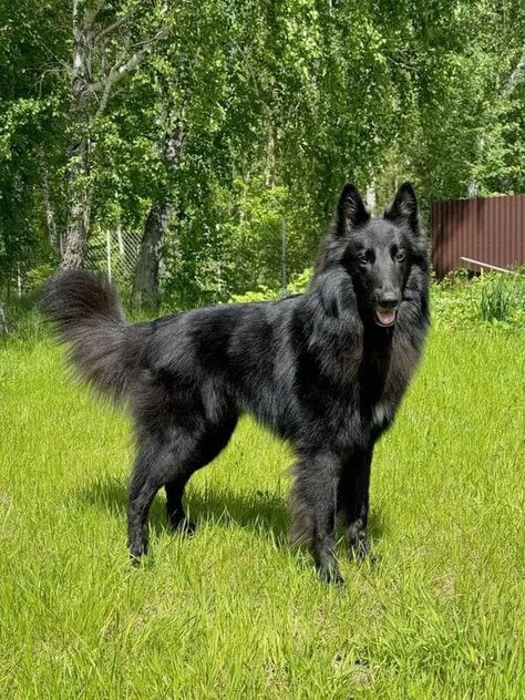 Groenendael Lovers & Owners | Great Photograph 🥰❤️ | Facebook Belgian Shepherd Groenendael, Blue Wolf, Belgian Sheepdog, Belgian Shepherd, Followers On Instagram, Wolf Dog, Dog Portraits, Dog Life, Animal Photography