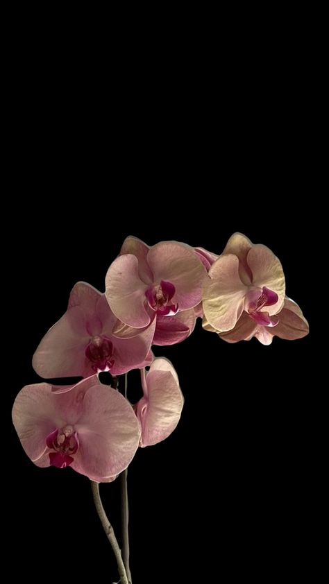 Orchid Wallpaper Iphone, Orchid Wallpaper, Cute Summer Wallpapers, Bible Quotes Wallpaper, Wallpaper Black, Text Pictures, Summer Wallpaper, Dark Floral, Wallpaper Quotes