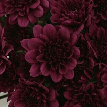 Bordeaux, Burgundy Aesthetic, Maroon Aesthetic, Burgundy Flowers, Flower Spray, Red Aesthetic, Burgundy Color, Chrysanthemum, Pretty Flowers