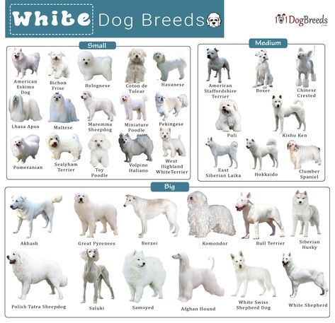 List of Small, Medium, & Big White Dog Breeds With Pictures Elegant Dog Breeds, Dog Breeds Big, Big White Dog, White Dog Breeds, Dog Infographic, Big Fluffy Dogs, Pure Breed Dogs, Dog Breed Names, All Dog Breeds