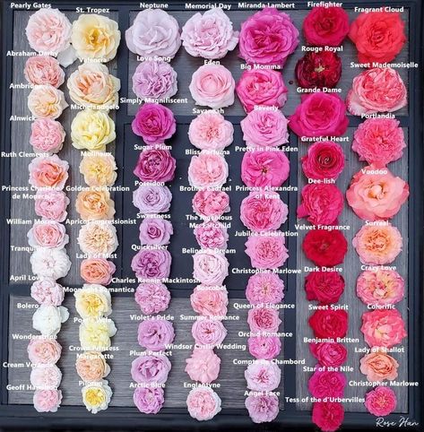 Decor Garden Ideas, Modern Gardening, Peony Colors, Rose Garden Design, Heirloom Roses, Rose Varieties, Flower Colors, Flower Guide, Types Of Roses