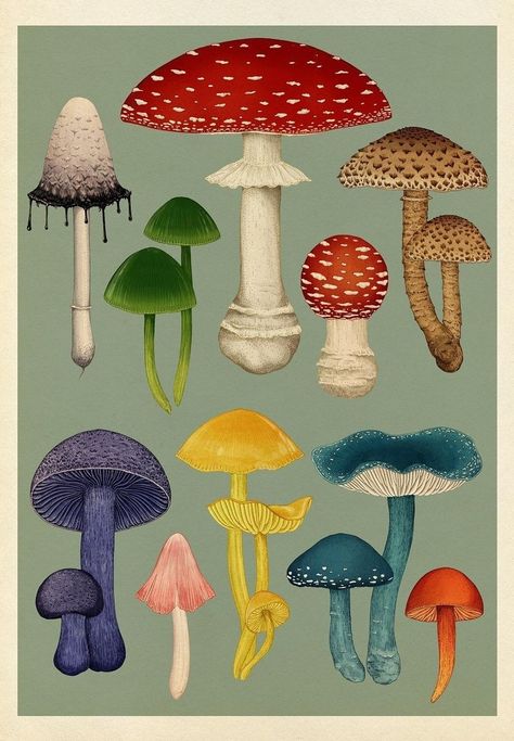 Vintage Mushroom Art, Fungi Illustration, Katie Scott, Poster Book, Mushroom Drawing, Dark Underarms, Vintage Mushroom, Mushroom Art, Botanical Drawings