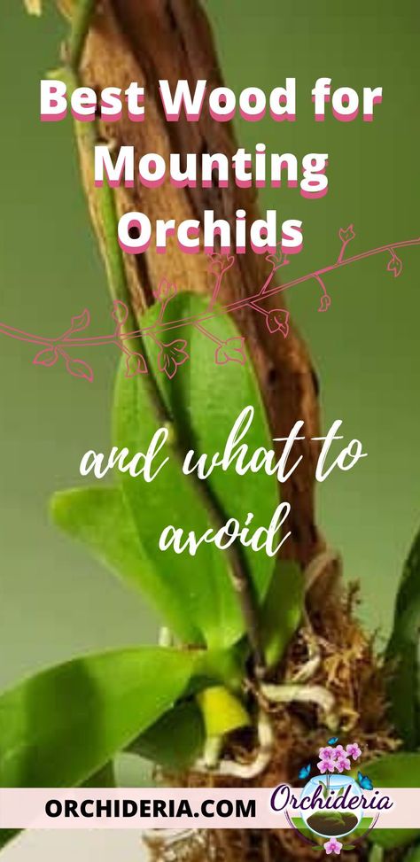 Unique Orchid Planters, Orchid Growing On Trees, Orchid Tree How To Grow, How To Attach Orchids To A Tree, Miniature Orchids Terrarium, Growing Orchids On Trees, Orchid Mounting On Wood, Orchid On Wood, Mounted Orchids On Wood