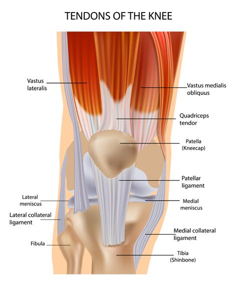 Knee Bones, Jumpers Knee, Knee Ligaments, Ligaments And Tendons, Knee Cap, Lifestyle Products, Conversion Rate, Anatomy, Women Men